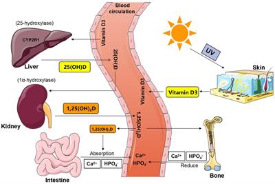 Gut microbiota and calcium balance